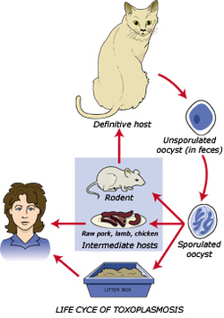 Toxoplasmosis